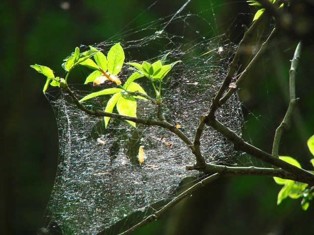 paučina na grani